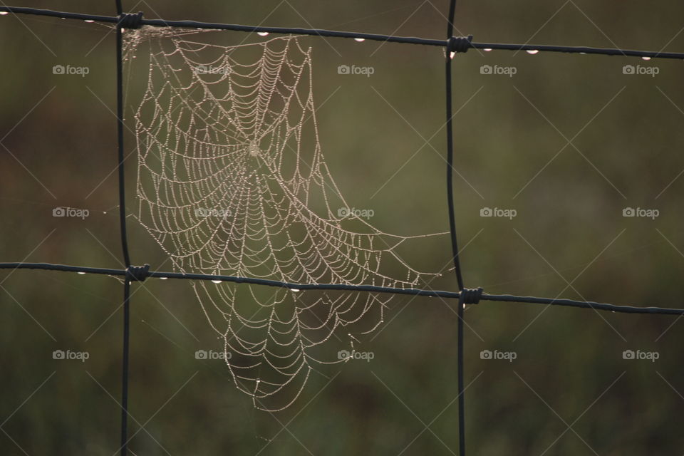 Spider web on wire fence on foggy morning