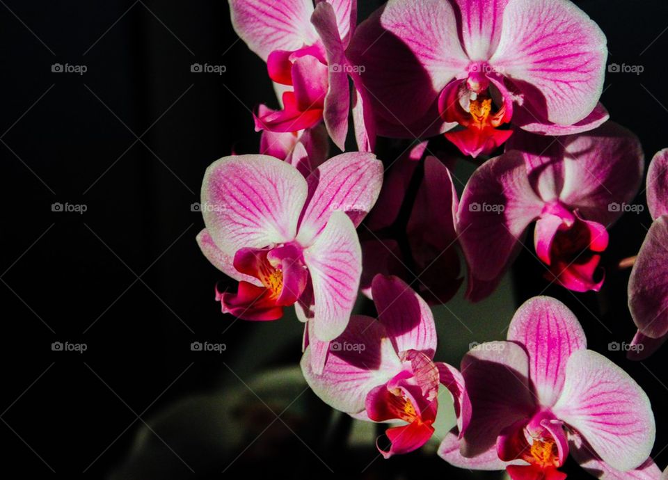 Orchid 