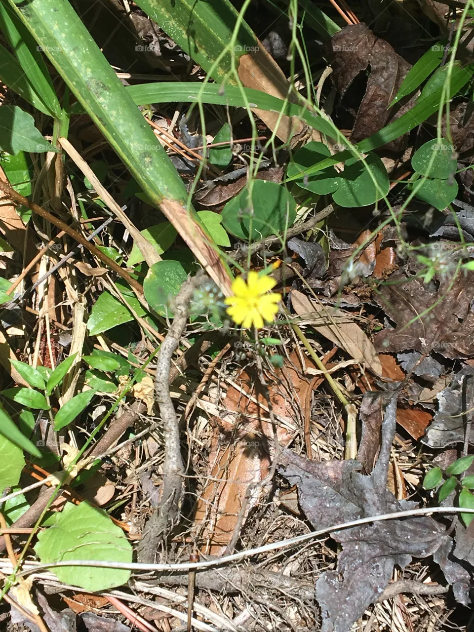 Florida Wildflower
