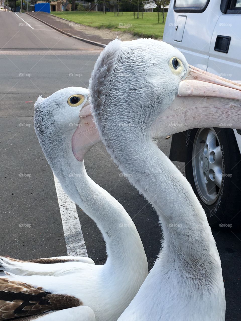 Pair of Pelicans begging in a parking lot for food