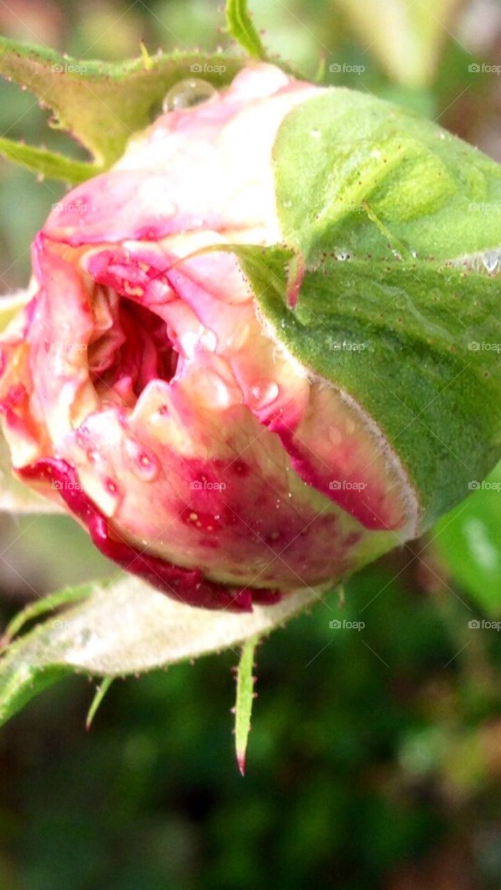 English Rose Bud