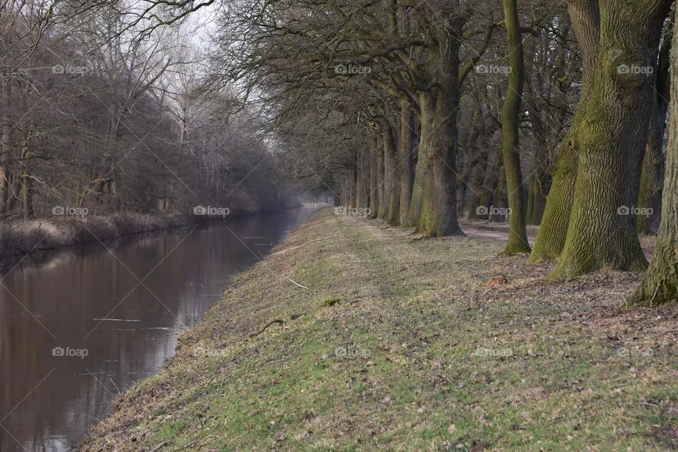 Eichen am Süd - Nord - Kanal