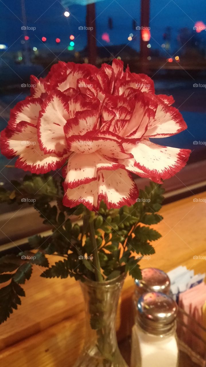 carnation. on the table