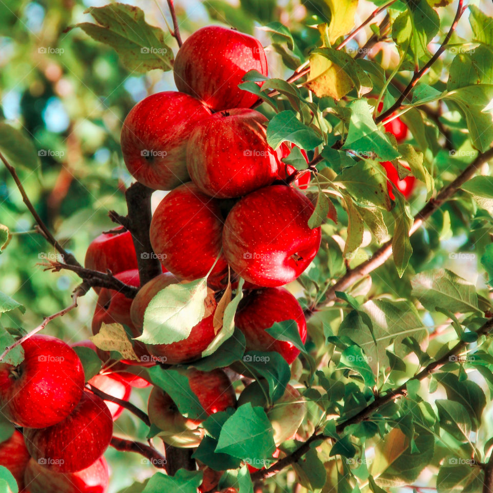 Red apple tree