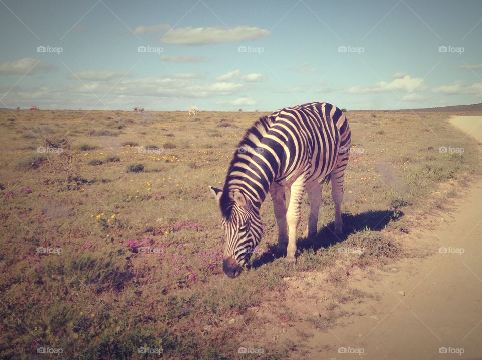 No Person, Zebra, Safari, Savanna, Wildlife