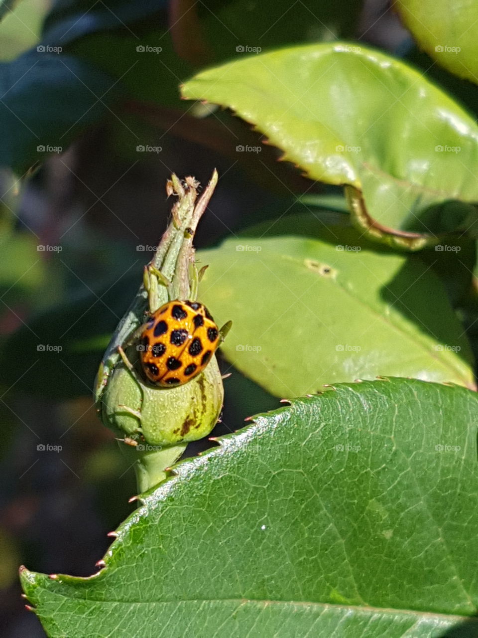 Ladybug