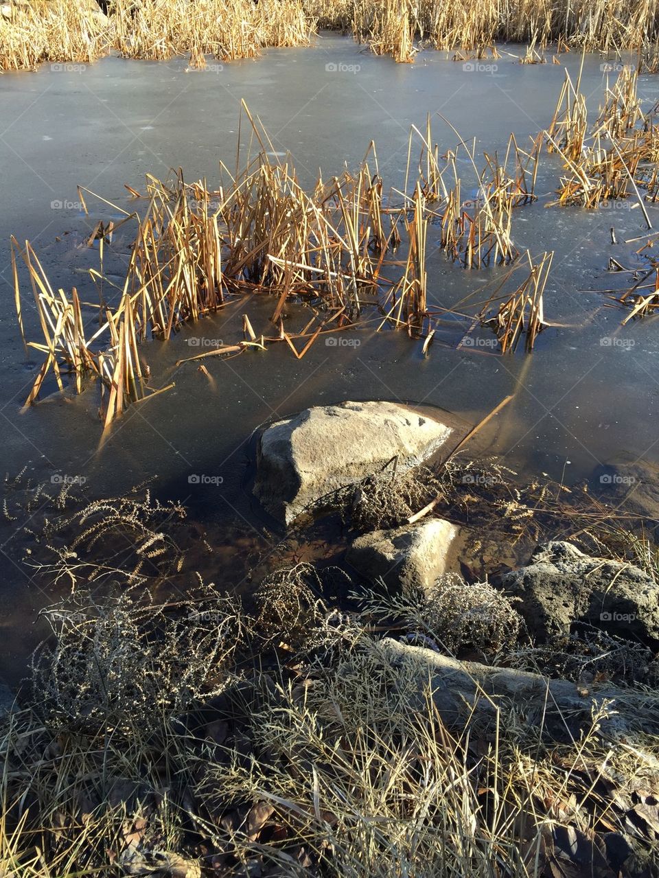 Frozen reeds 