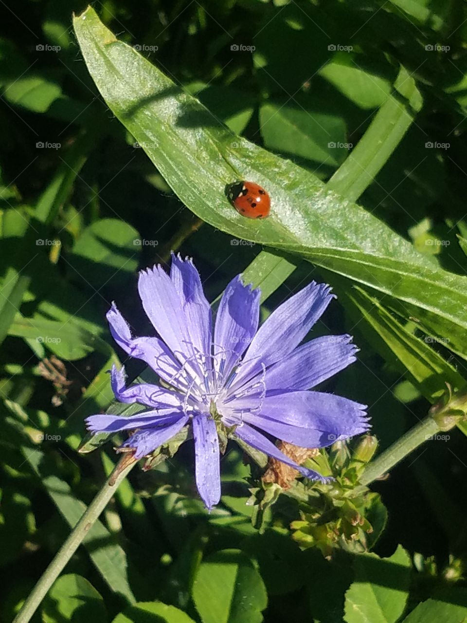 ladybug on a blade of grass next to a flower