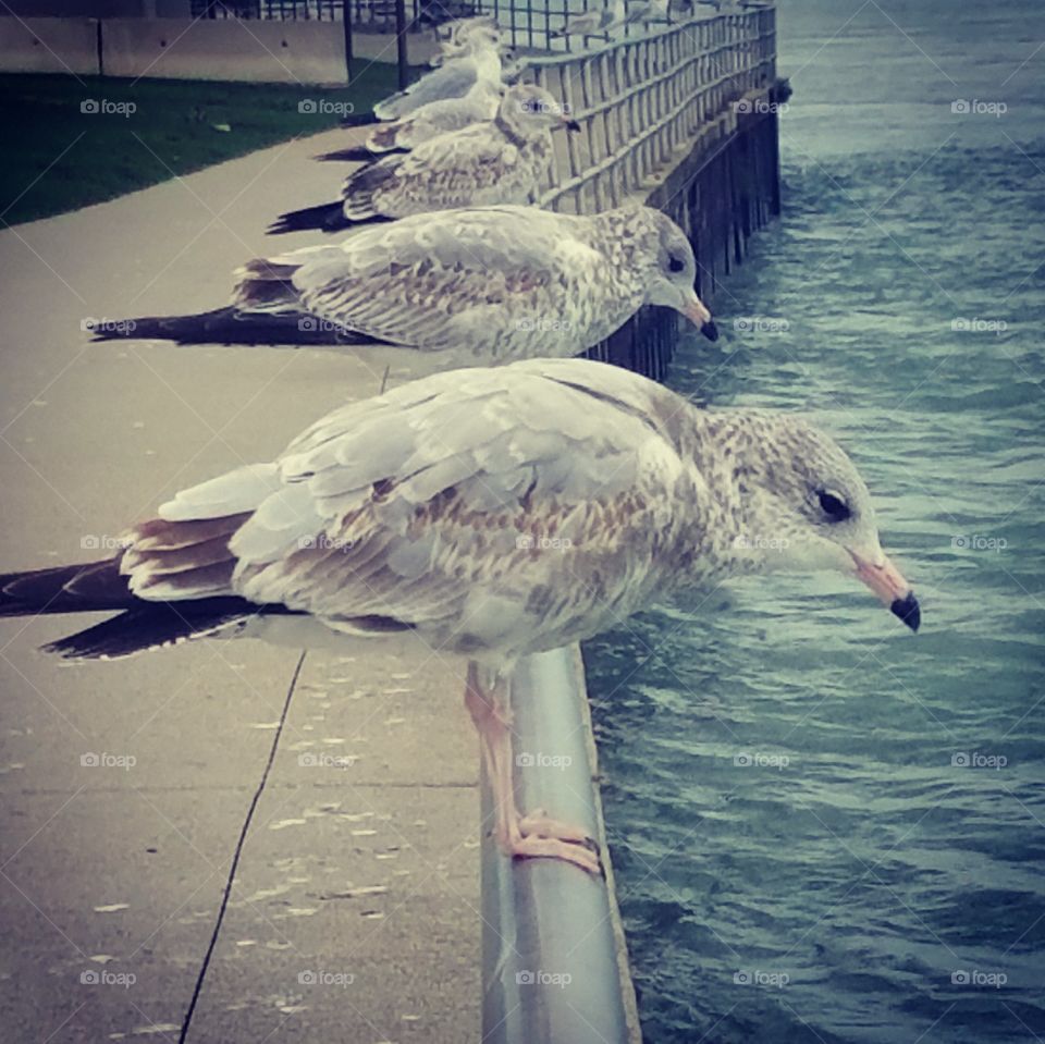 seagulls