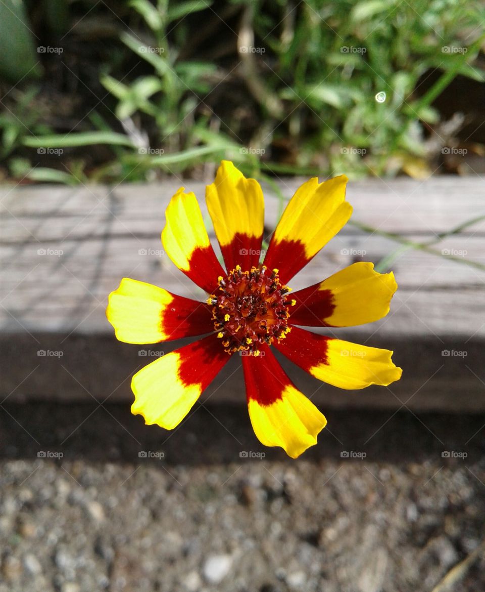 wildflower, red and yellow