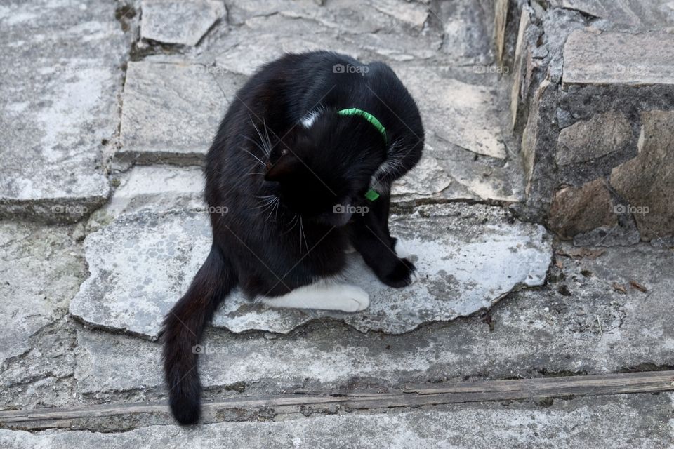 A black cat with white spots and a moustache 