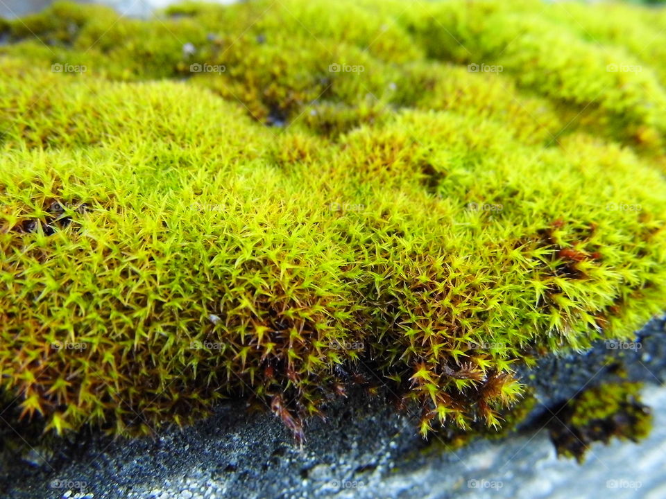 green moss in winter