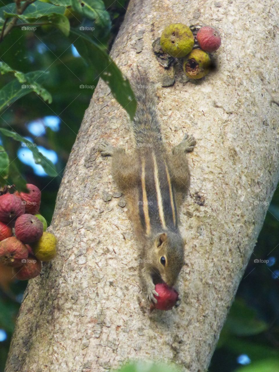 Time to eat some nice fruits... Happy Squirrel 🐿️