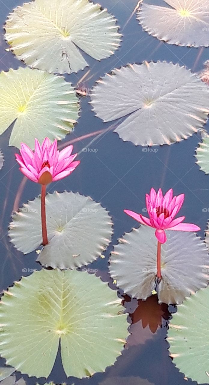 nymphra in hotel Leela goa