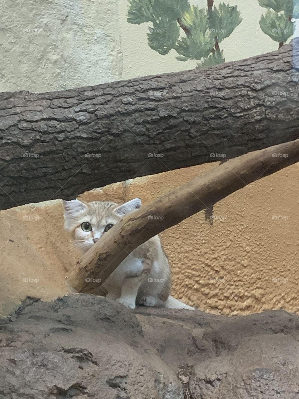 Sand cat