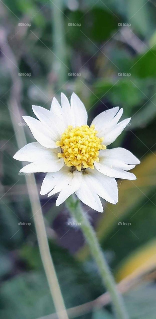 beautiful white flower with yellow pistils inside it overflows with beauty and purity.