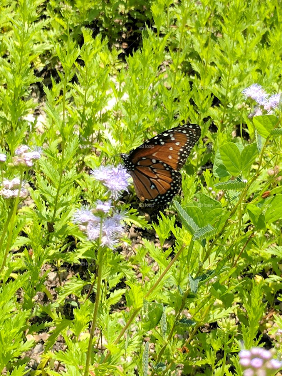 monarch butterfly in the midst of beautiful palm-leaf mistflowers