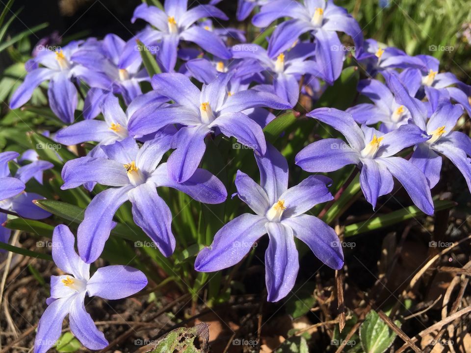 Lovely spring flower