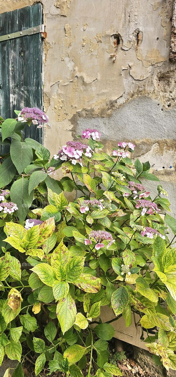 horthensias dans Paris