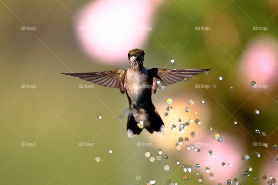 hummingbird  takes  a  shower 😉