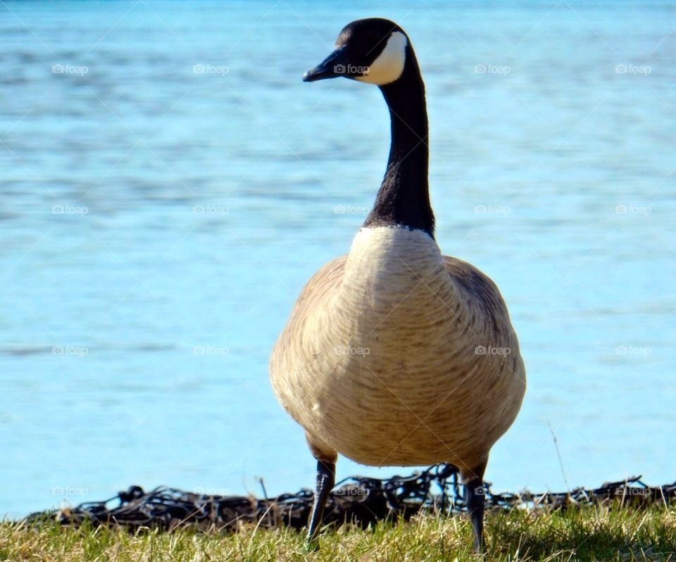 Canadian Goose 