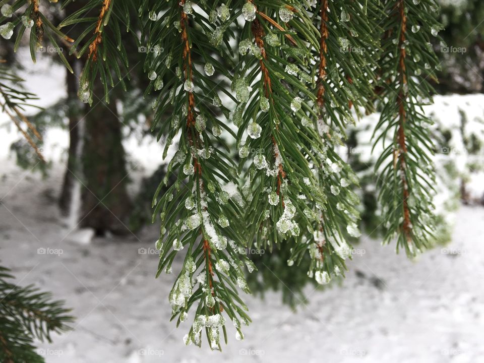 Close up of frozen drops on evergreen branches
 