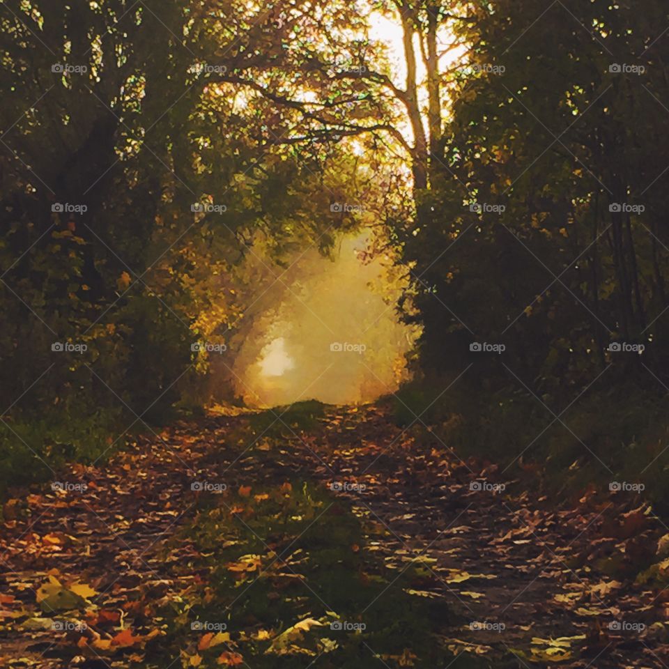 Forest view during foggy weather