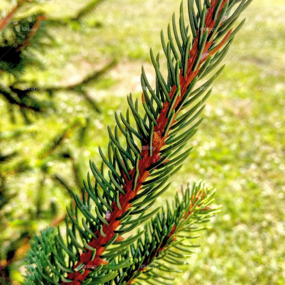close-up pine needles