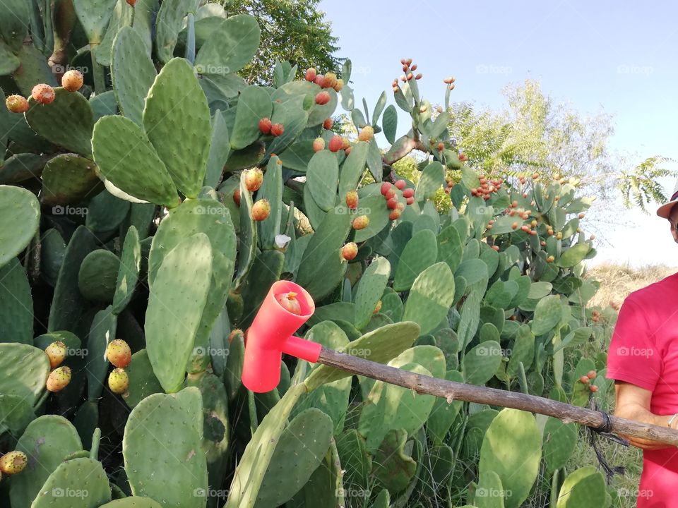 Collect plastic prickly pears