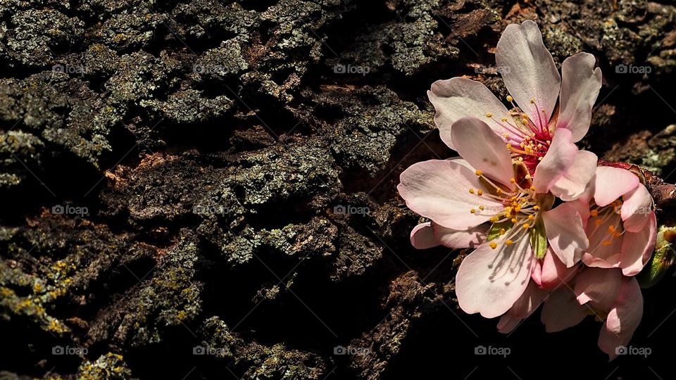 Almendro en flor
Almond Blossom