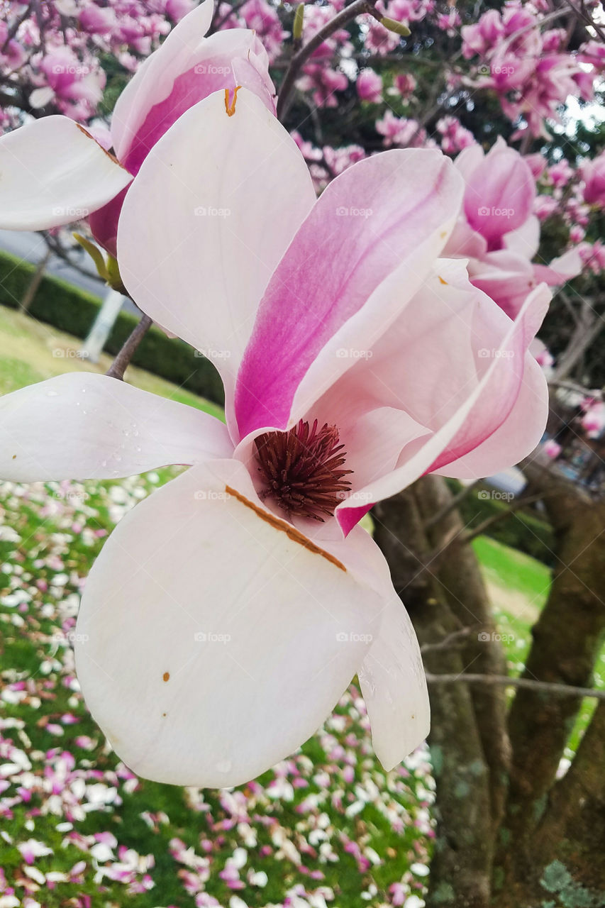 Beautiful Winter-Spring Bloom