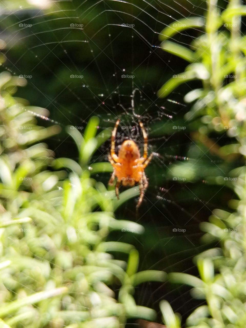 Little guest in my garden