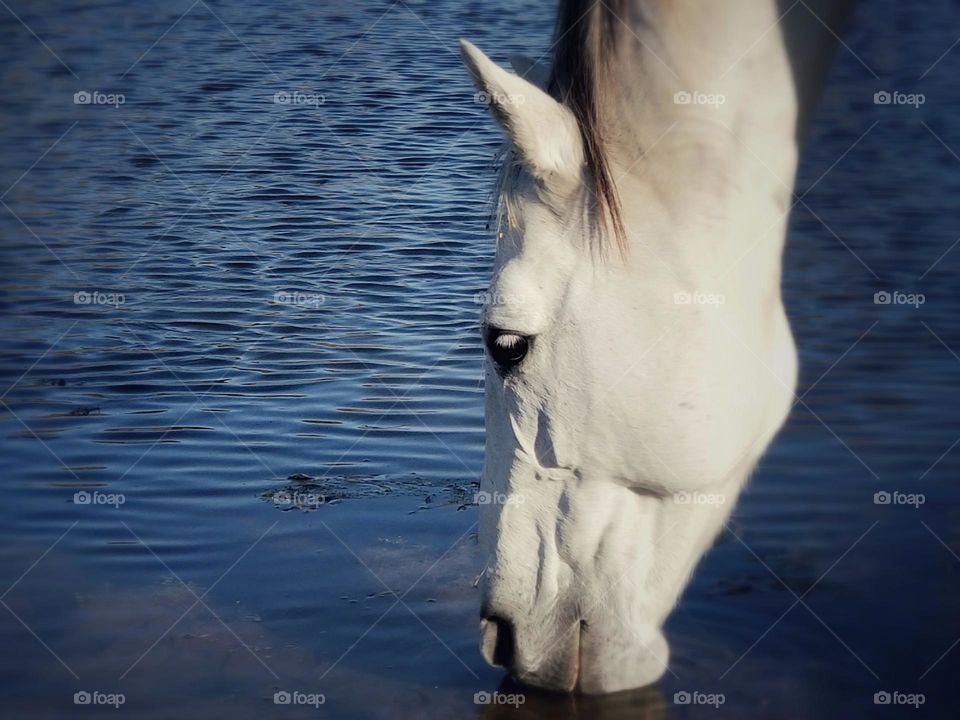 Gray Horse Drinking Water From a Pond