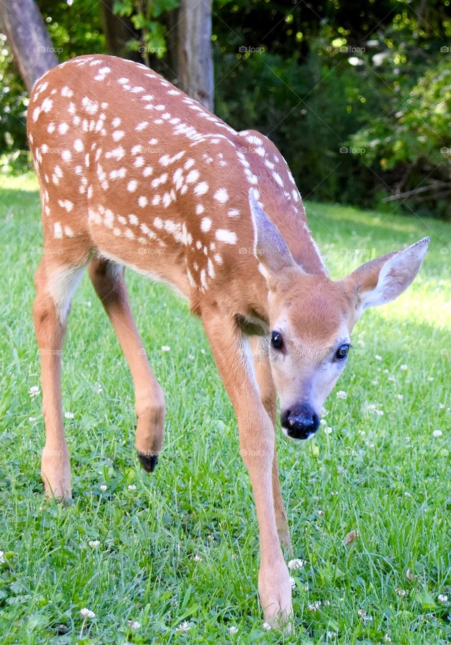 White tail fawn closeup perspective 