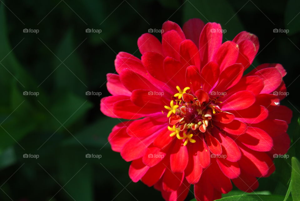 Red flower