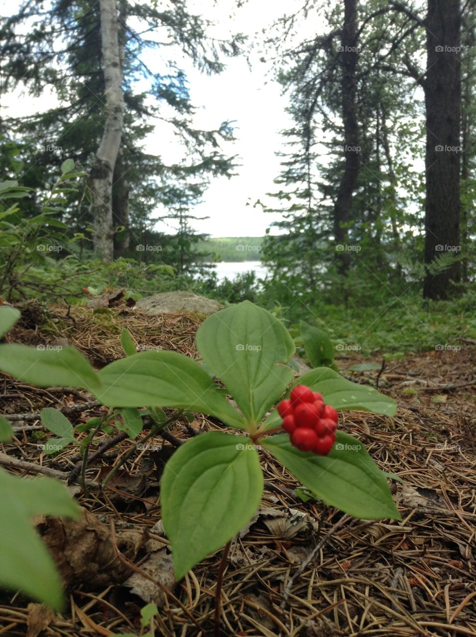 A flower at the head of the trail to the lake