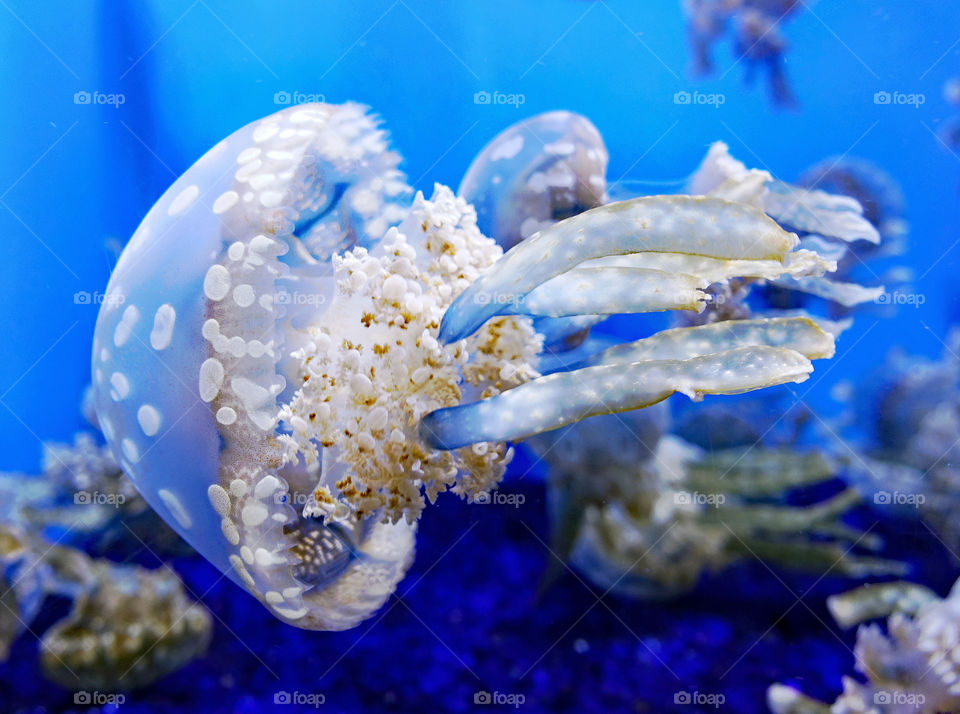 Close-up of a jellyfish