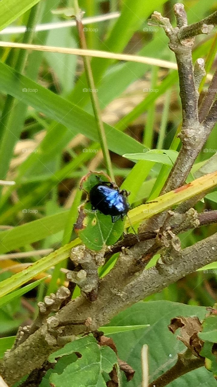 Ladybirds close-ups