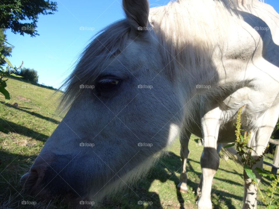 pony in macro