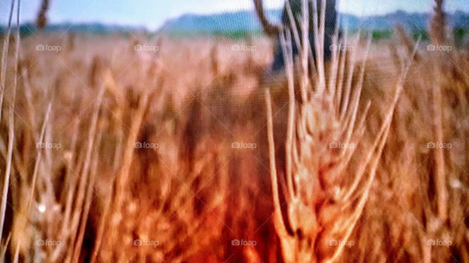 windrow in the sun ☀️