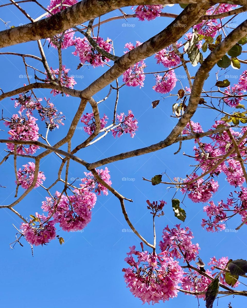 🌹 🇺🇸 Very beautiful flowers to brighten our day.  Live nature and its beauty. Did you like the delicate petals? / 🇧🇷 Flores muito bonitas para alegrar nosso dia. Viva a natureza e sua beleza. Gostaram das pétalas delicadas? 
