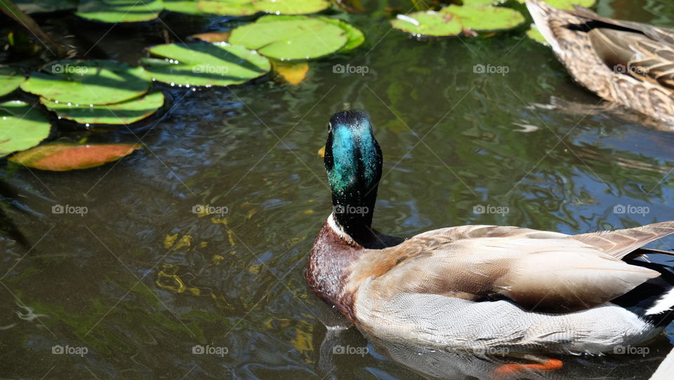 Duck swimming amongst lilly pads