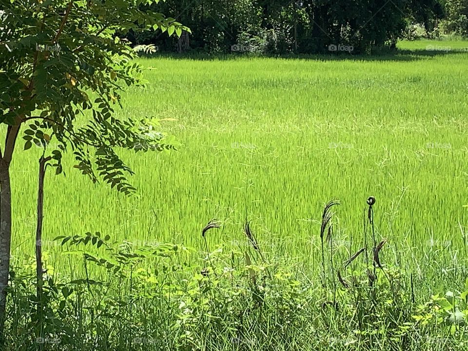 The stories of the rice field, Countryside 