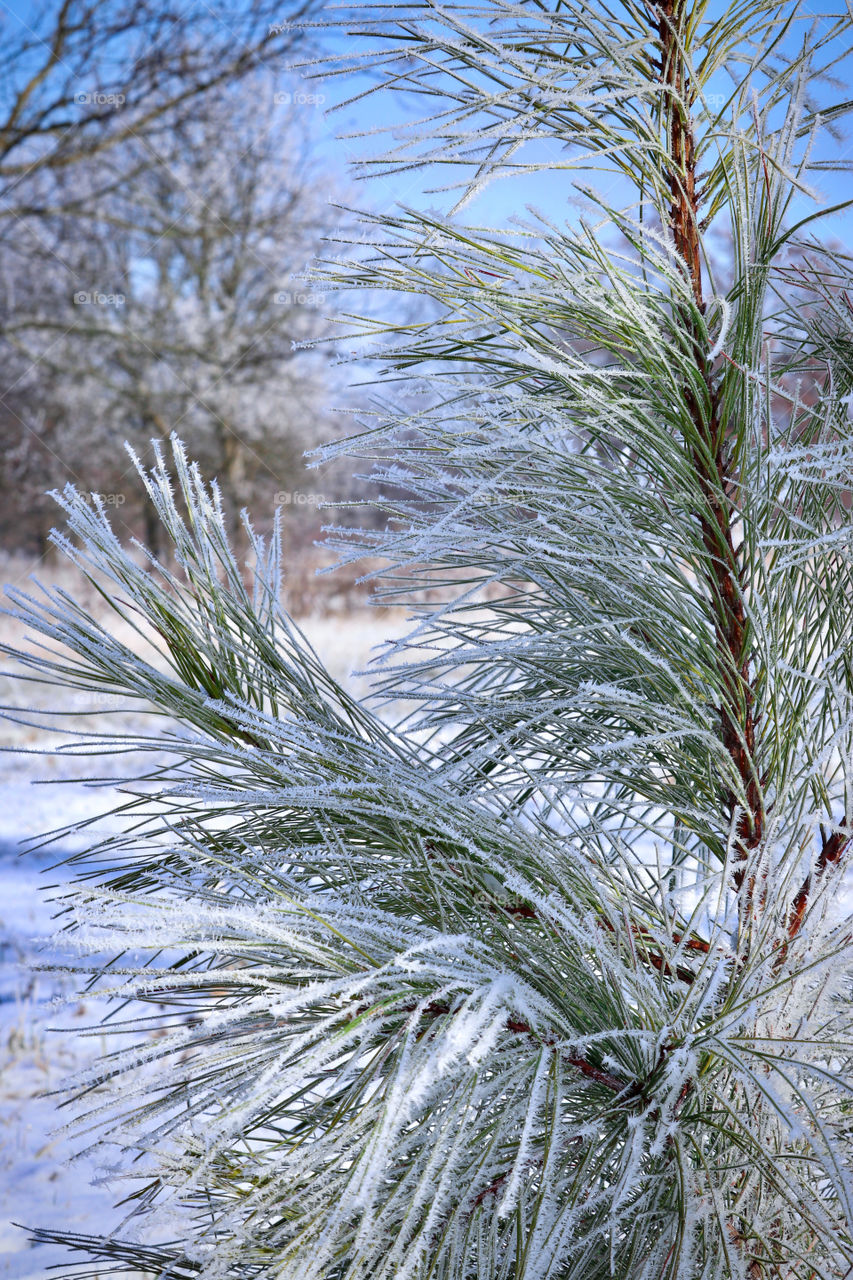Frosty pine trees out in the snow covered ground