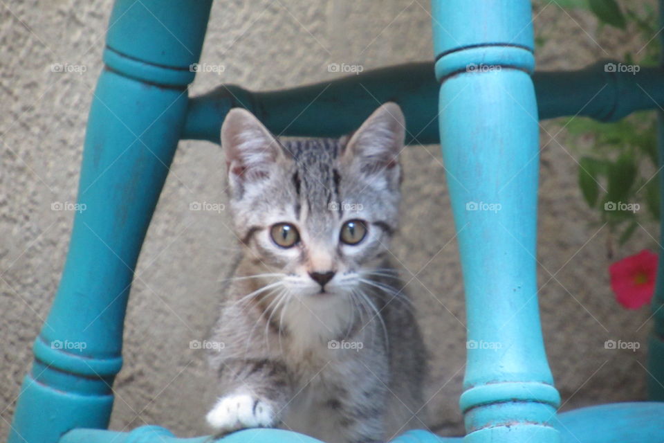 Happy feet as a kitty