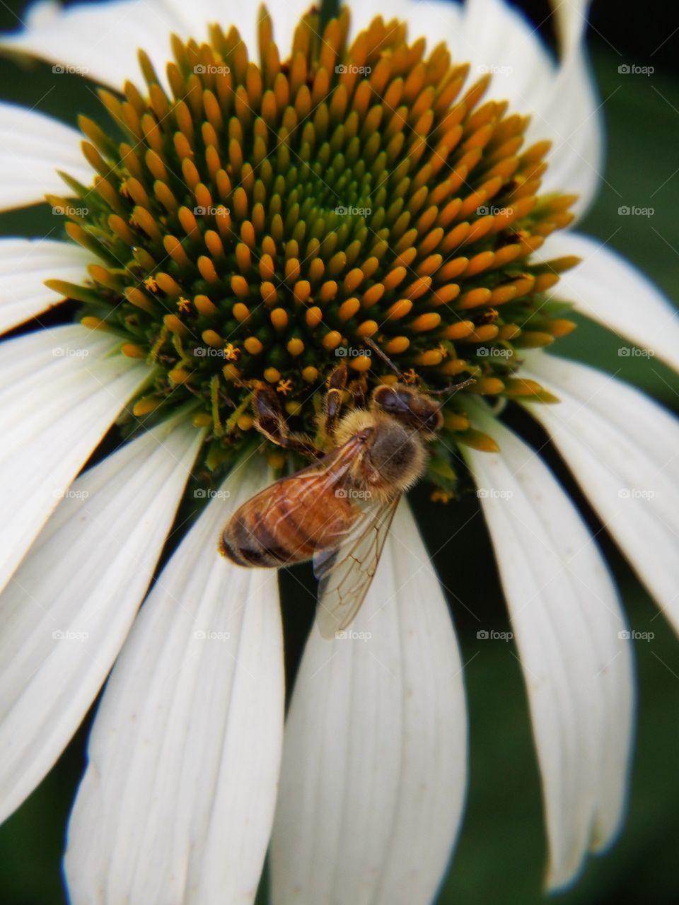 Busy bee on a flower with white petals.