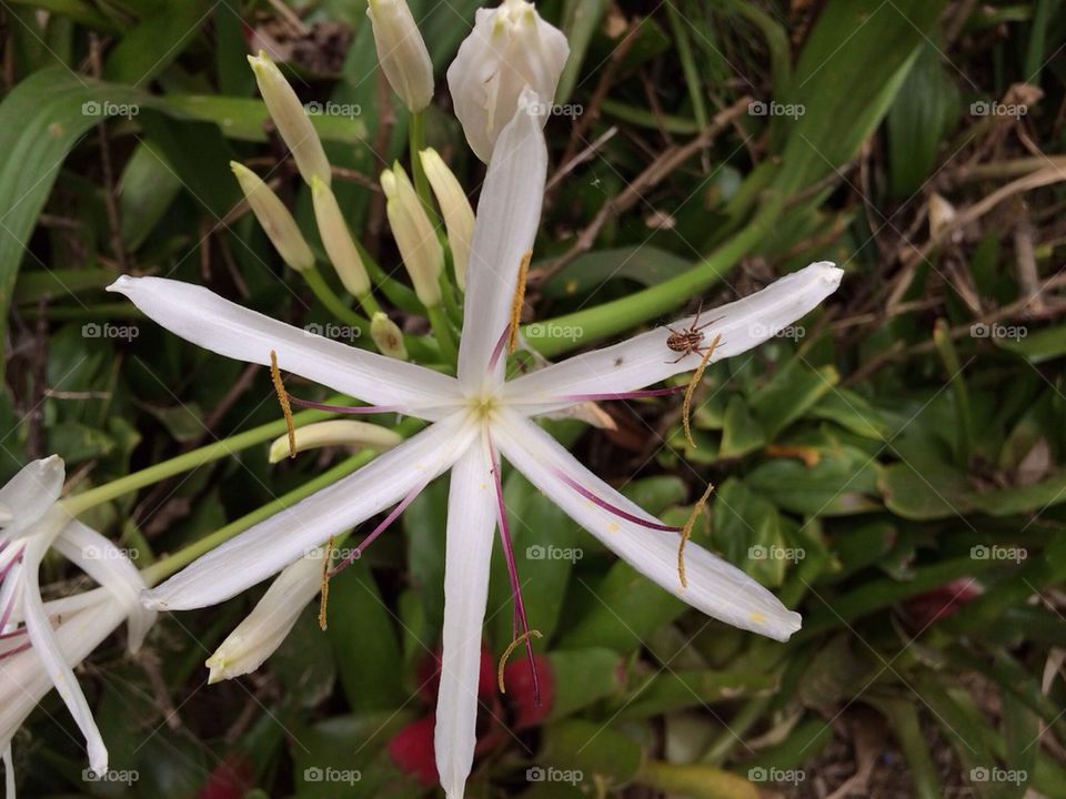 Crinum Lily