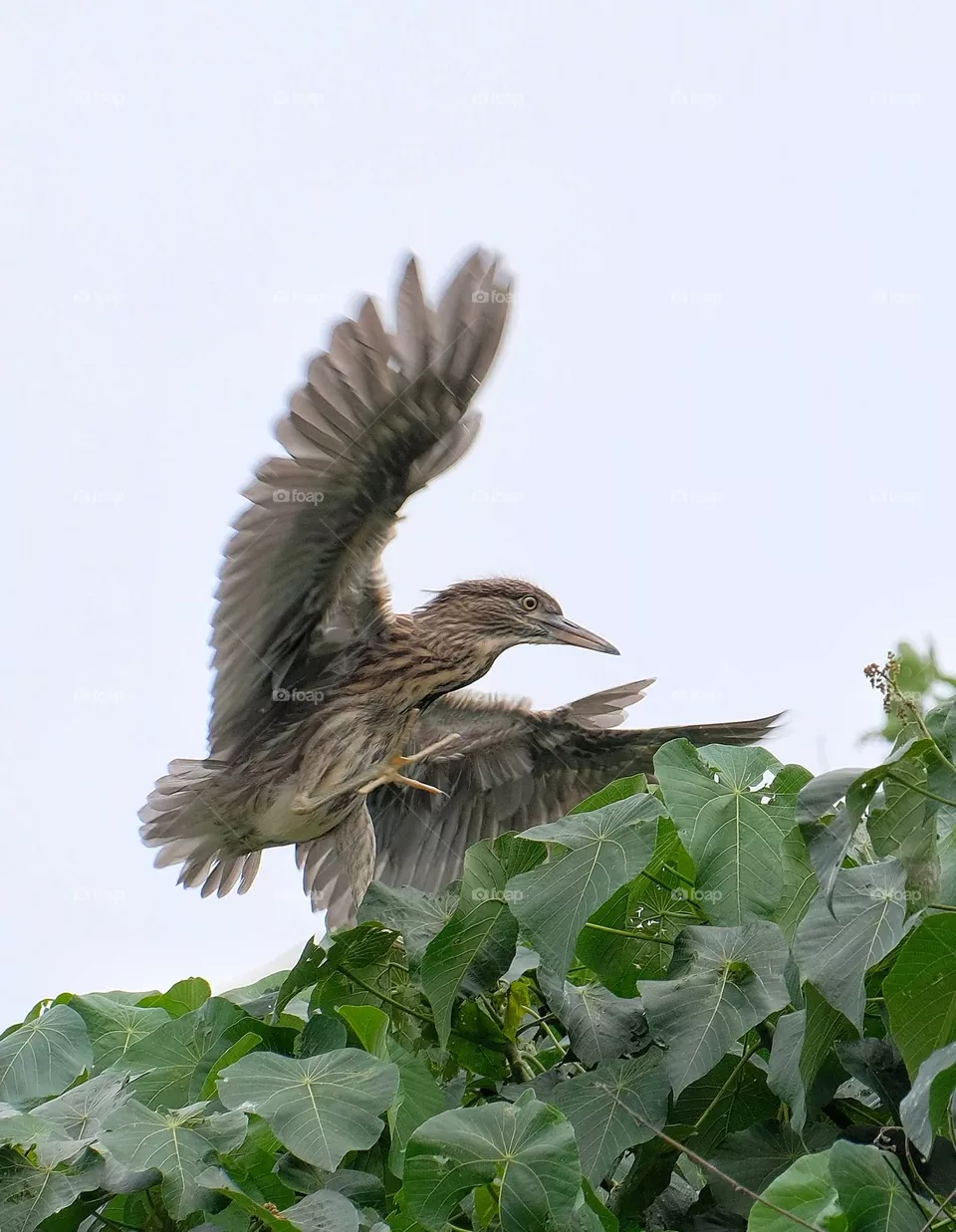 BB bird