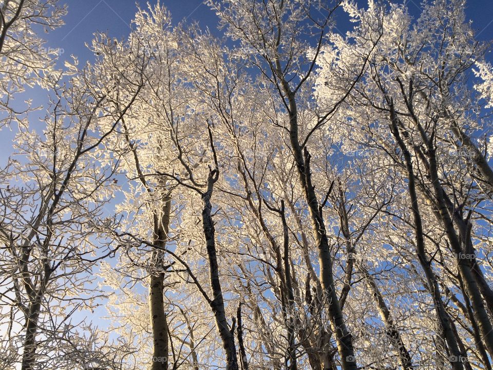 Hoar frost on the trees 