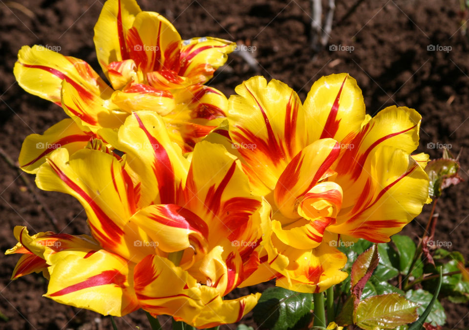 Striped tulips. 